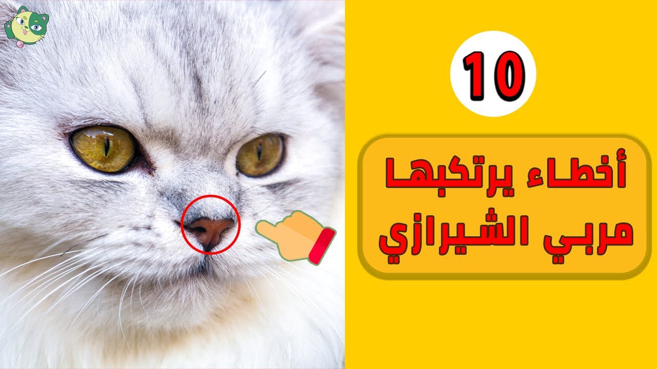 10 أخطاء يرتكبها مربي القطط الشيرازي