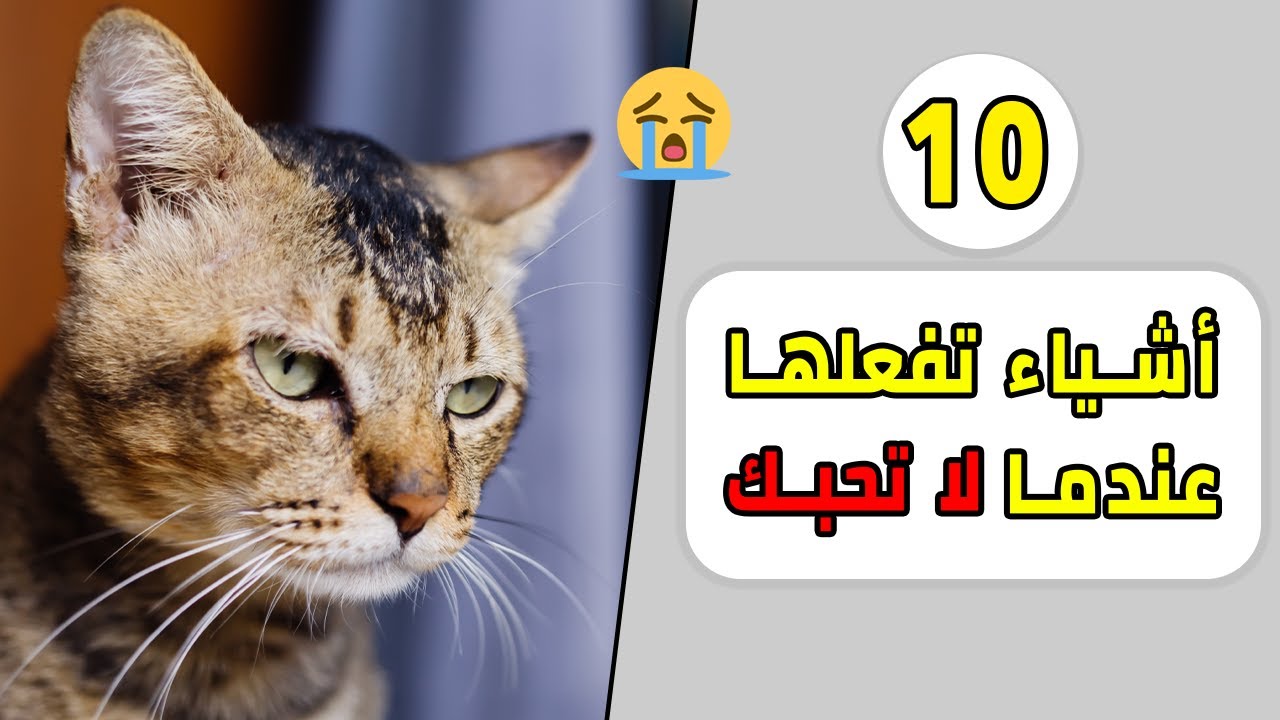 10 تصرفات تفعلها القطط عندما تكون لا تحبك