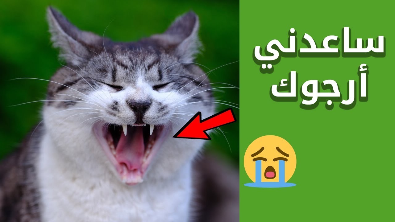 10 علامات تكشف أن قطك يتوسلك المساعدة