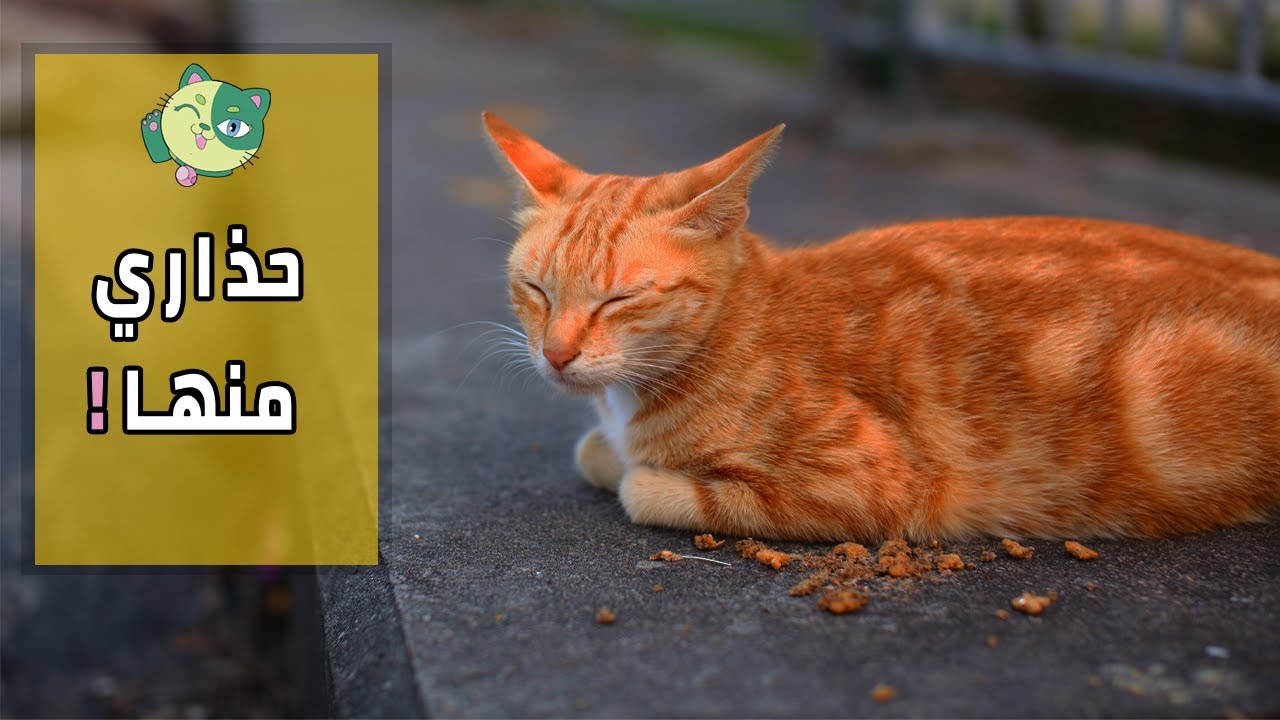 6 أشياء تجعل قطك يترك البيت ويهرب بعيدا