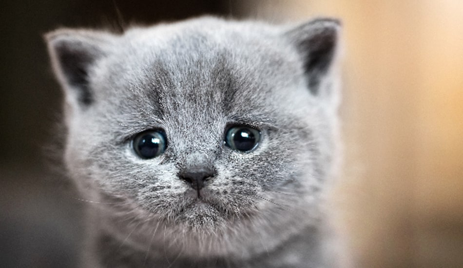 أكثر 5 أسباب تجعل القطط تبكي