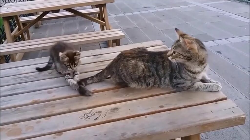 كيف تقوم القطط الأم بتأديب قططها