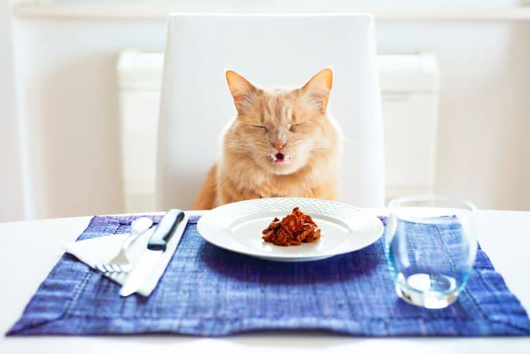لماذا تصدر قطتي أصواتًا غريبة عند تناول الطعام