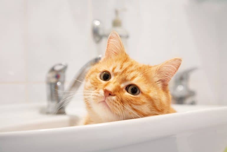 لماذا قطتي تلعق حوض الاستحمام