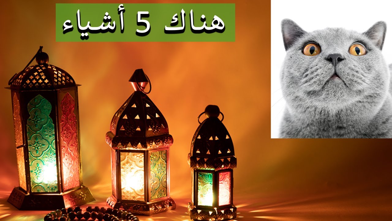ماذا تحب القطط في رمضان ؟