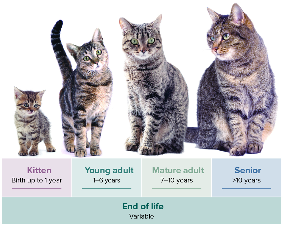 مراحل حياة القط