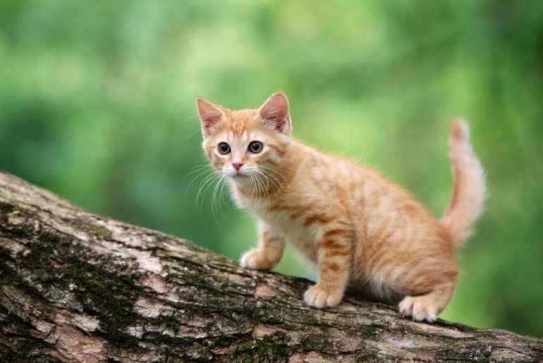 هل القطط تخاف من المرتفعات