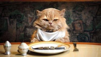 هل تستطيع القطط تناول الطعام البارد