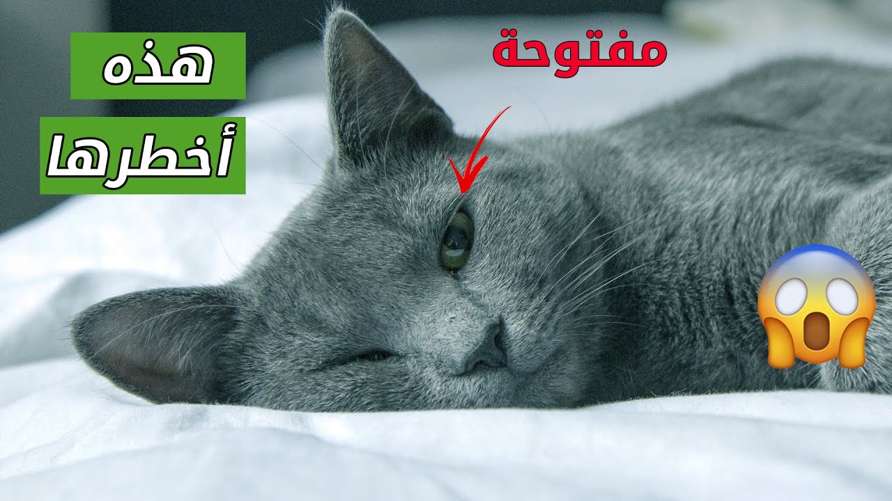 وضعيات نوم قطك تكشف عن صحته وشخصيته
