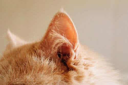 5 نصائح مفيدة عند رعاية قطة صم