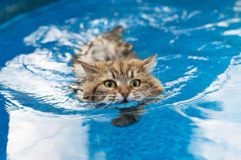 6 سلالات من القطط تحب الماء