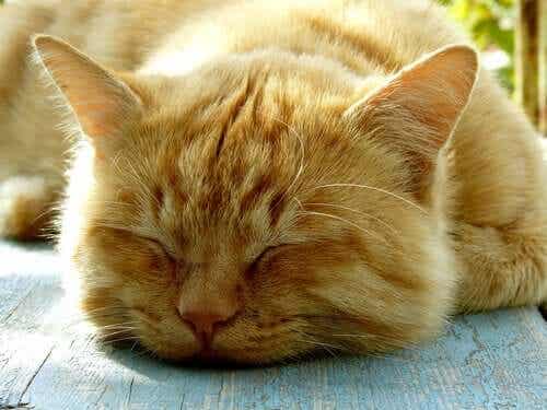 حقائق عن عادات النوم لدى القطط