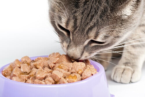 دليل تغذية القط - كم وكم مرة