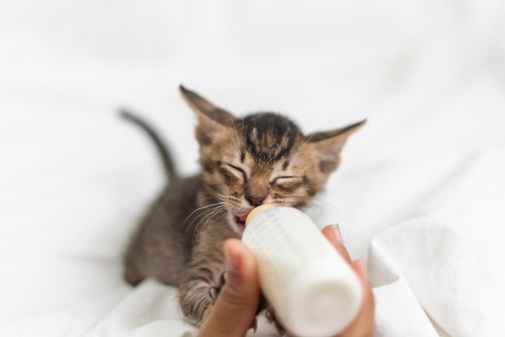 كيفية إطعام قطة حديثة الولادة