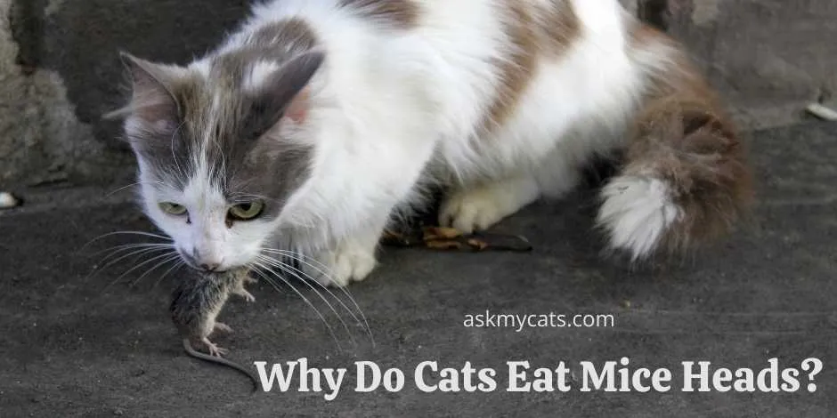لماذا تأكل القطط رؤوس الفئران