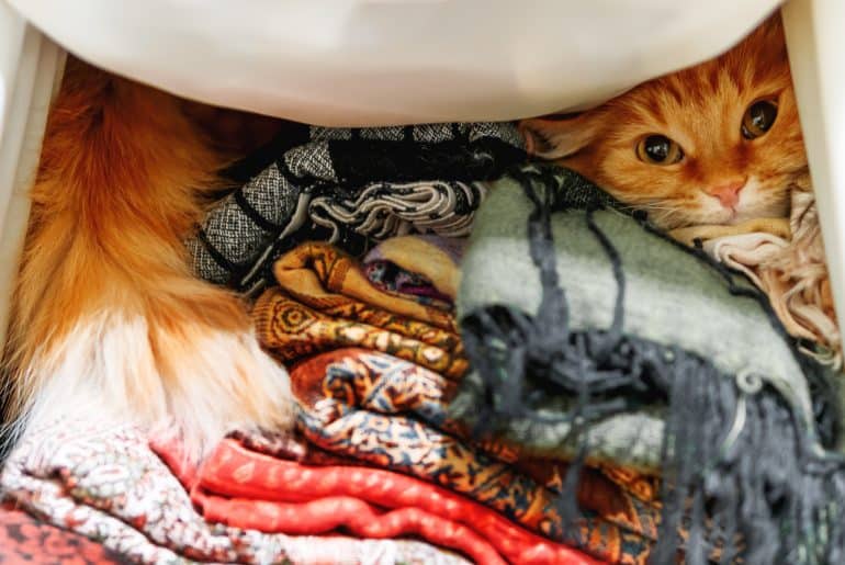لماذا قطتي تعض ملابسي؟