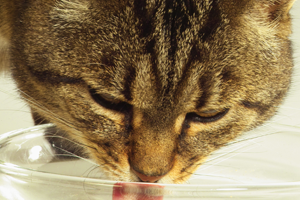 ما هي كمية الماء التي يجب أن تشربها قطة