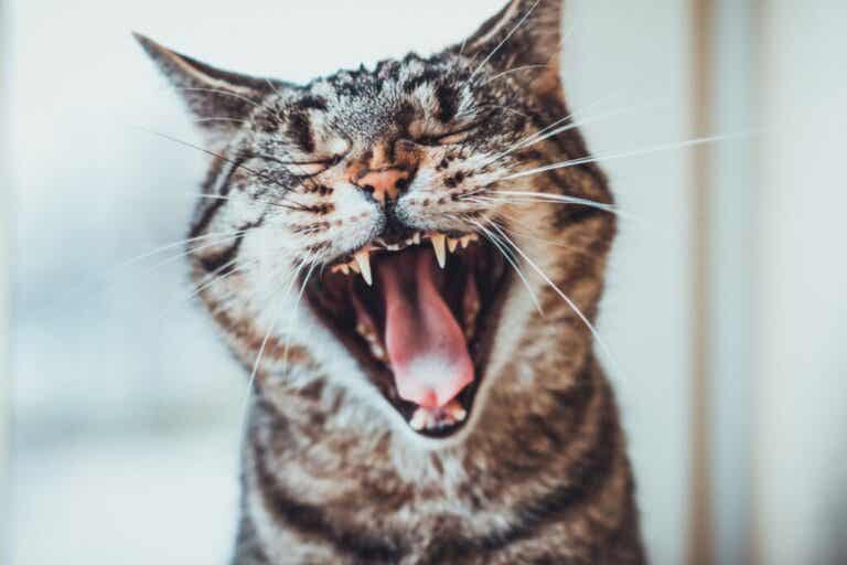 متى تنفجر أسنان القط؟