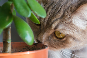 نباتات منزلية آمنة للقطط والكلاب
