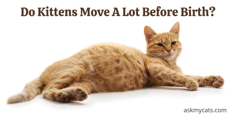 هل تتحرك القطط كثيرًا قبل الولادة