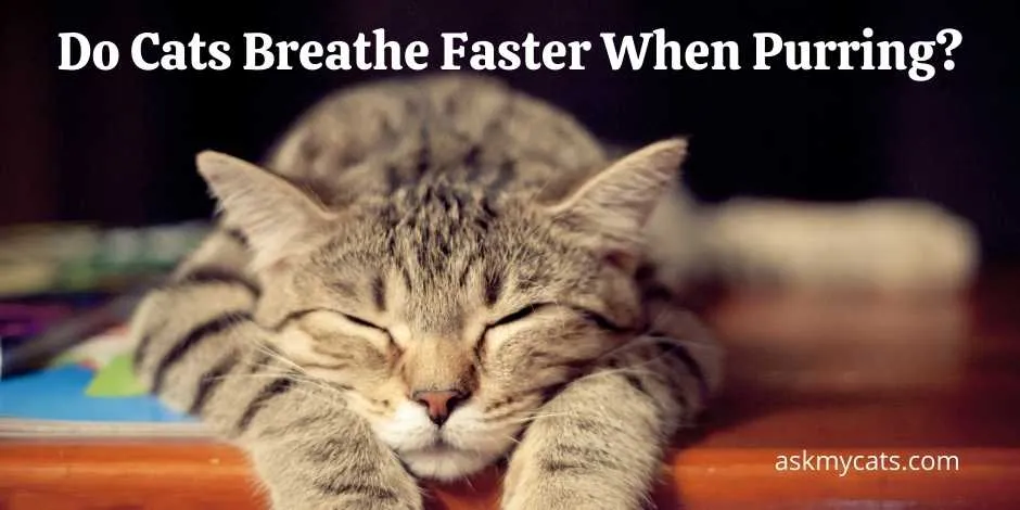 هل تتنفس القطط بشكل أسرع عند الخرخرة