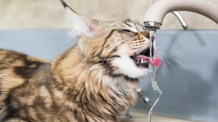 لماذا تحب القطط المياه الجارية