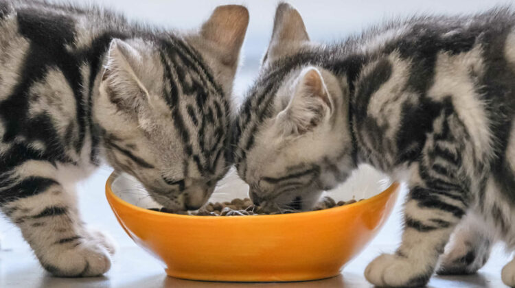 لماذا تهز القطط رؤوسهم عند الأكل