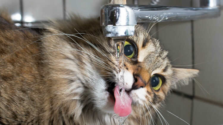 لماذا قطتي تشرب الكثير من الماء وتموء؟