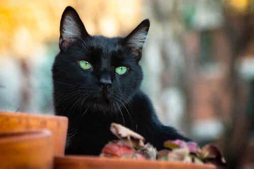 هل القطط السوداء سيئة الحظ حقًا؟
