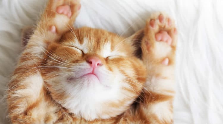 وضعيات نوم القطة عند المرض وعلامات الألم الأخرى