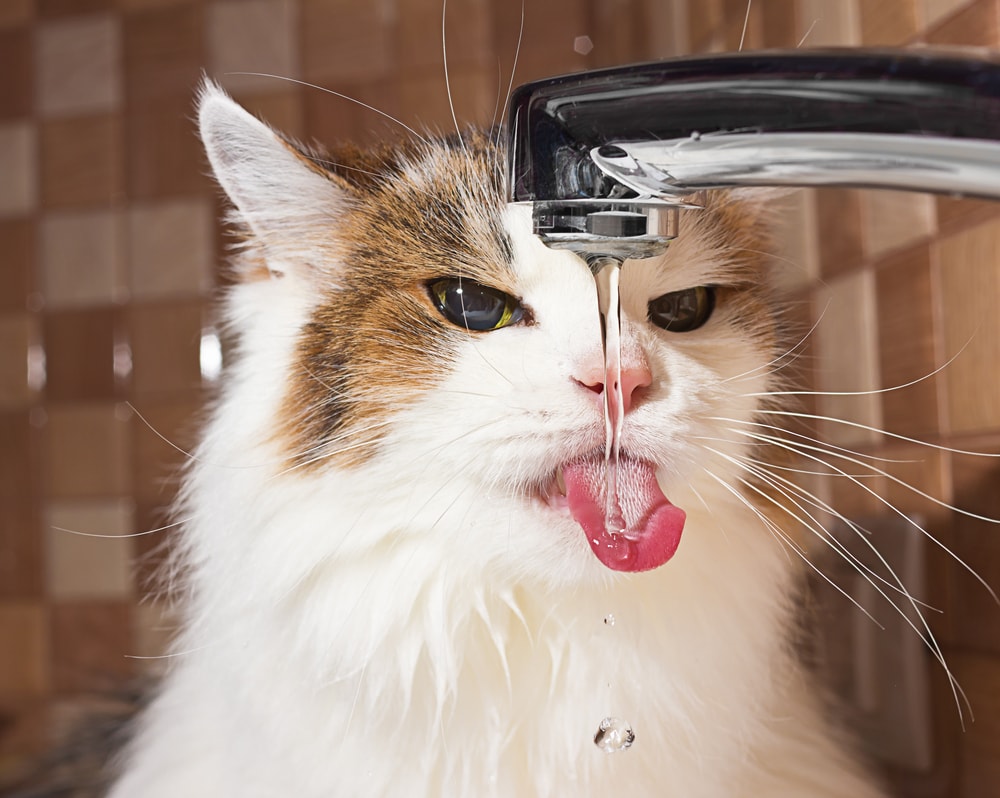 5 أسباب تجعل قطتك عطشانًا طوال الوقت