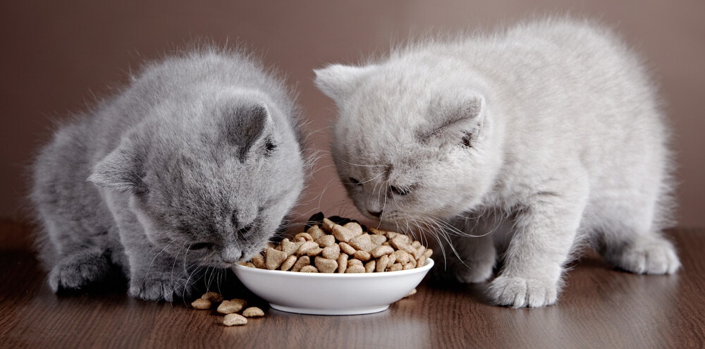 أفضل أطعمة القطط حسب النوع