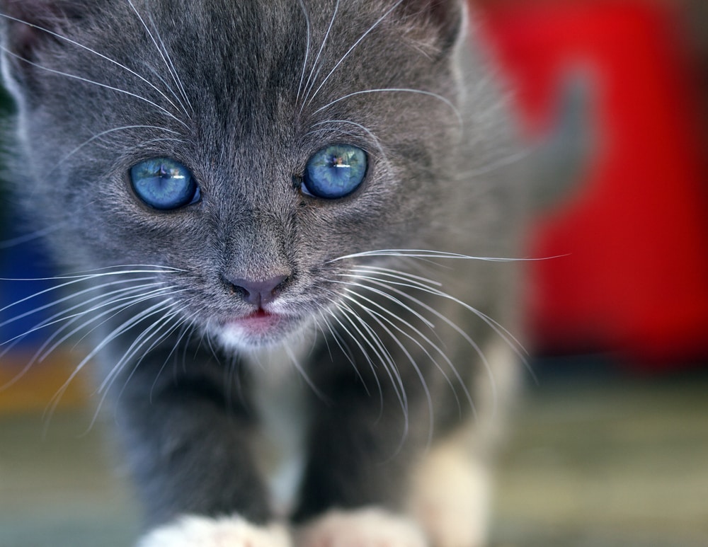 القطط ذات العيون الزرقاء