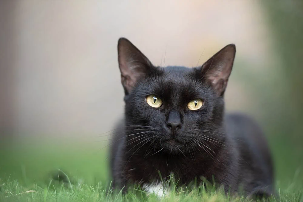 تاريخ القطط السوداء