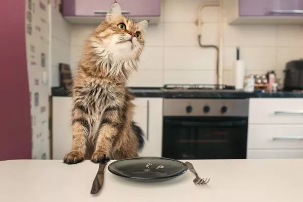 جدول تغذية القطط