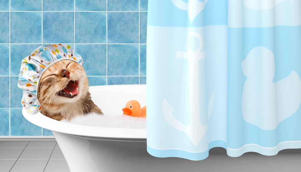 كم مرة يجب أن تستحم قطة؟