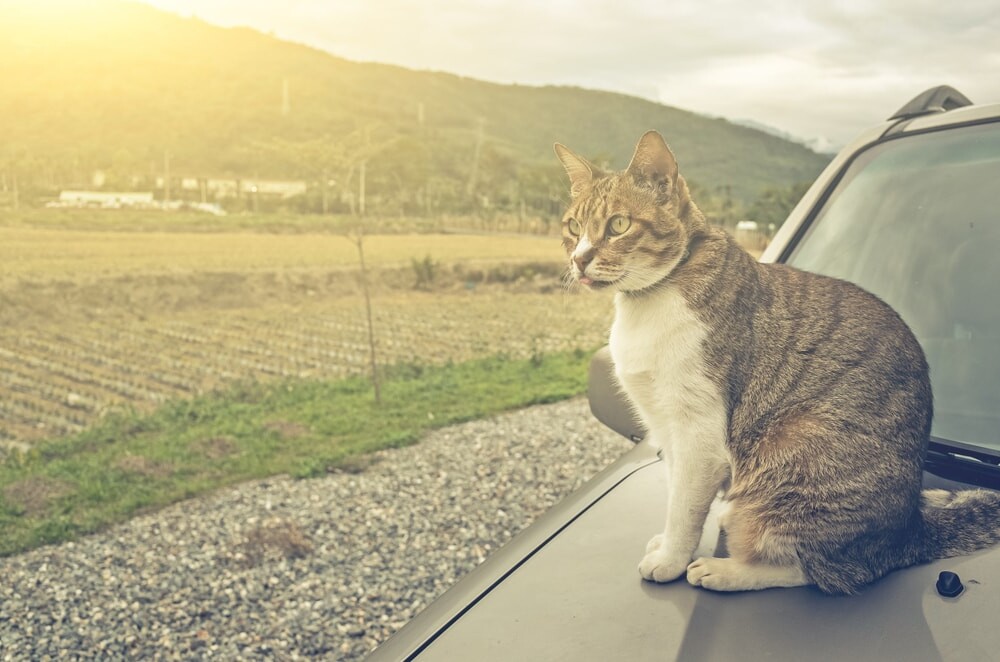 كيفية إبقاء القطط بعيدة عن السيارات؟