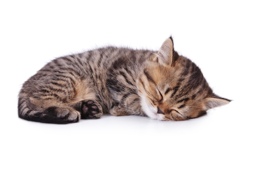 كيفية تدريب قطة صغيرة على النوم ليلا؟