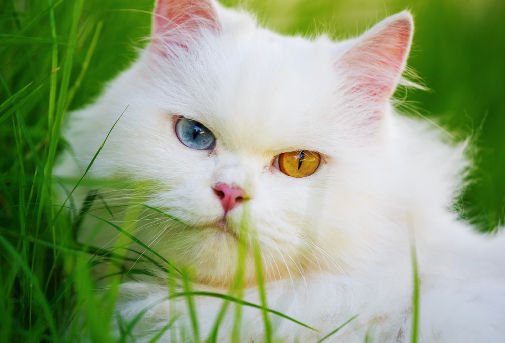 لماذا بعض القطط لها عيون ملونة مختلفة؟