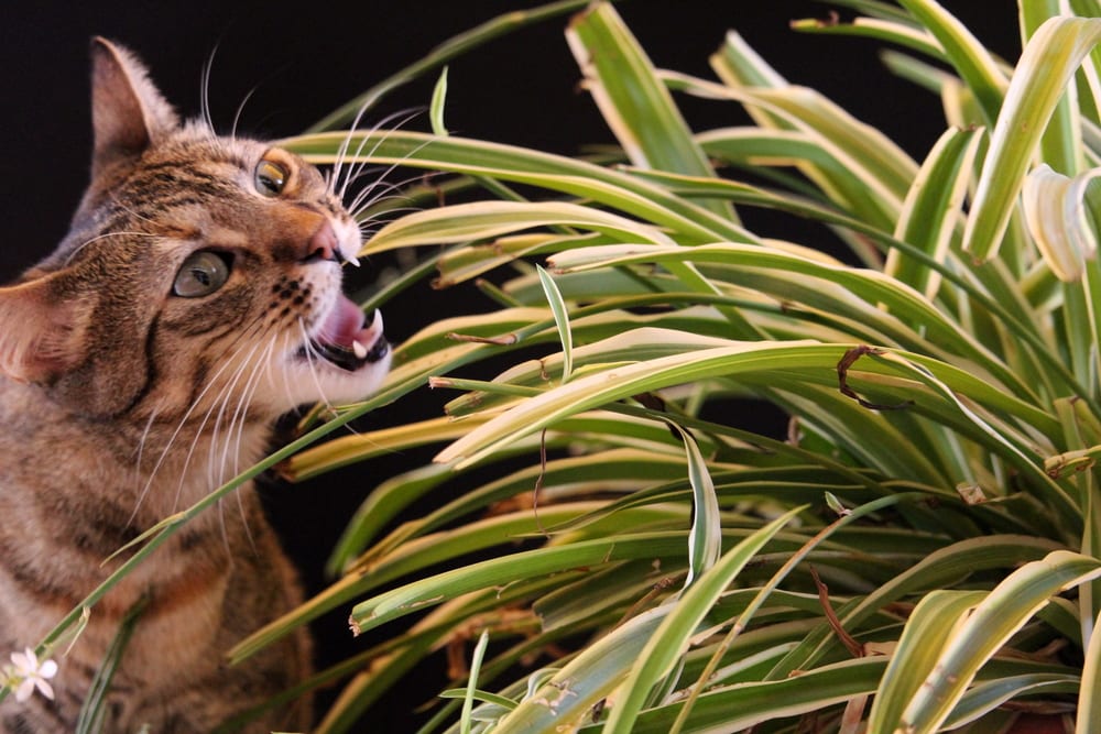 لماذا تأكل القطط النباتات؟