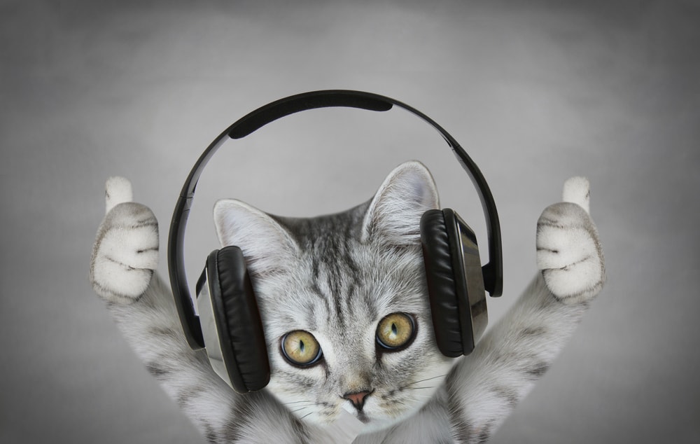 لماذا تحب بعض القطط الموسيقى؟