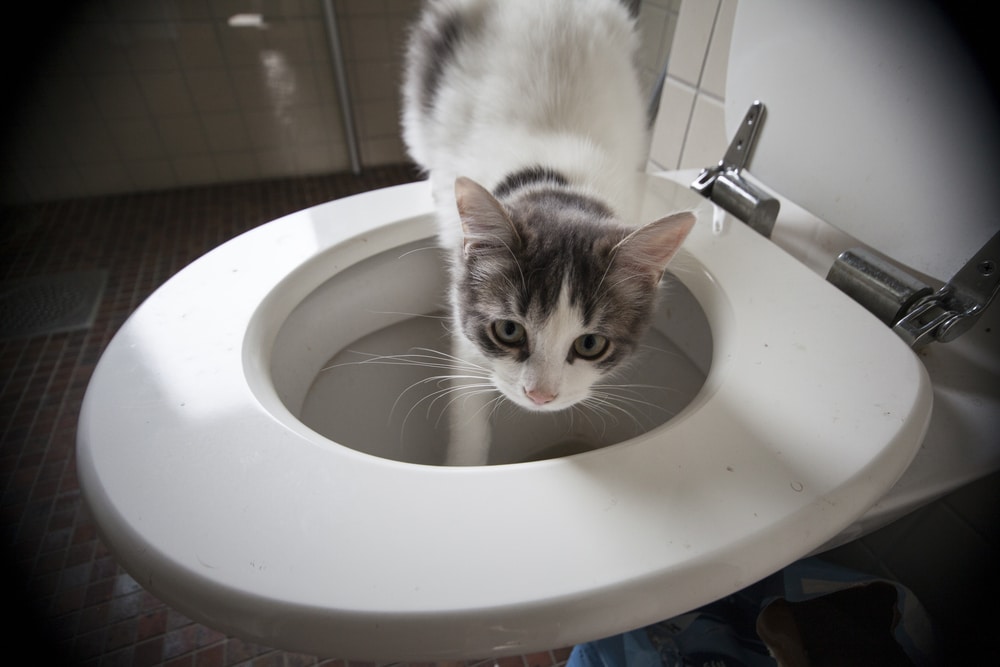 لماذا تشرب قطتي من المرحاض؟
