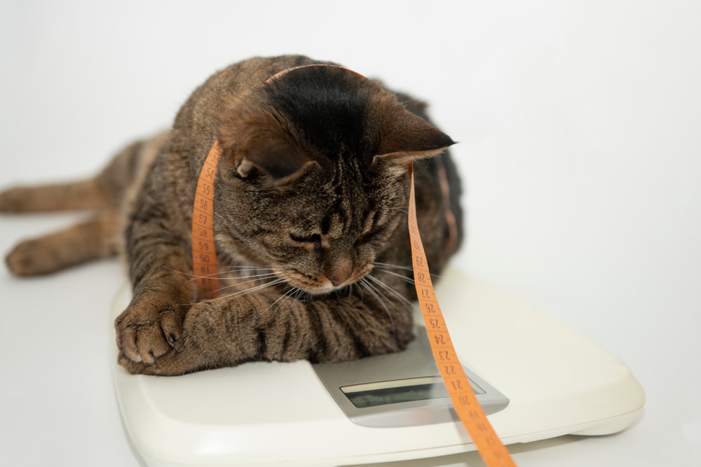 ما هو متوسط ​​وزن القط؟