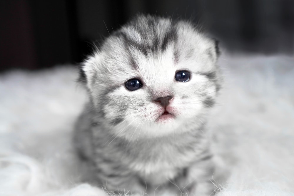 متى تفتح عيون القطط حديثة الولادة