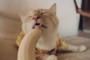 هل القطط تأكل الموز