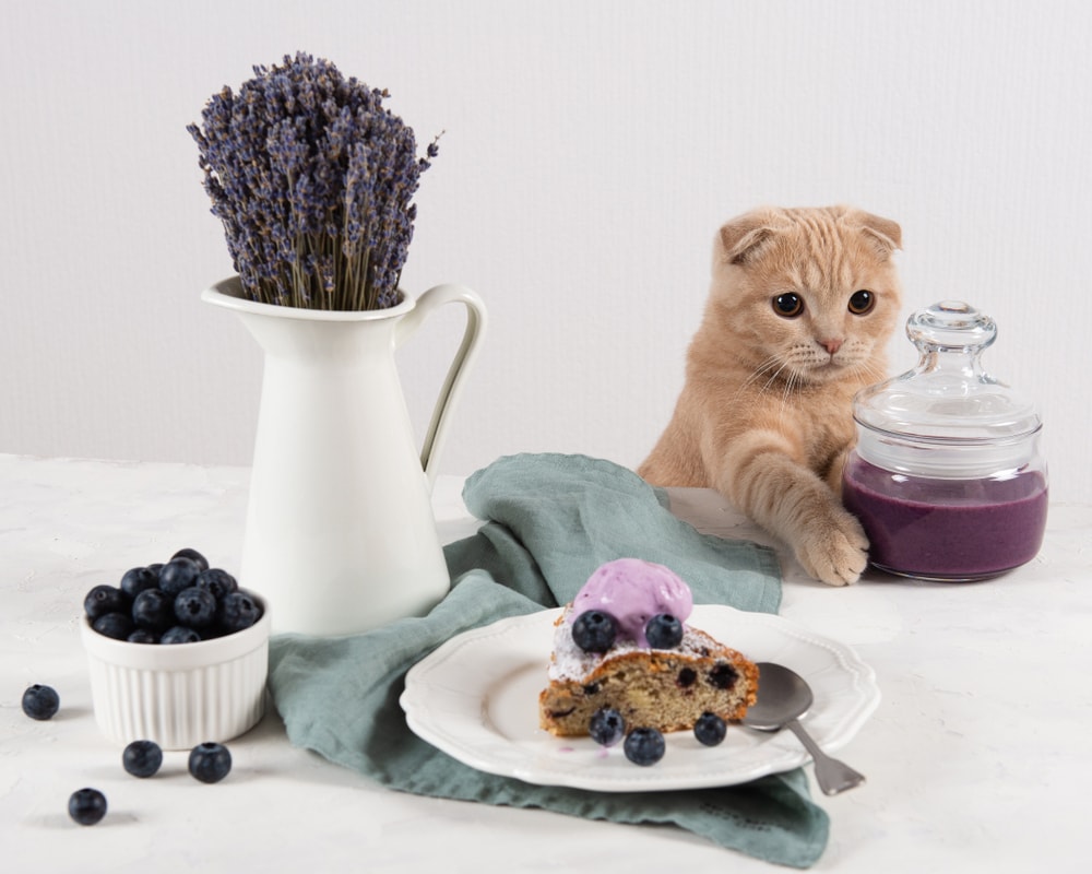 هل تستطيع القطط أكل العنب البري؟