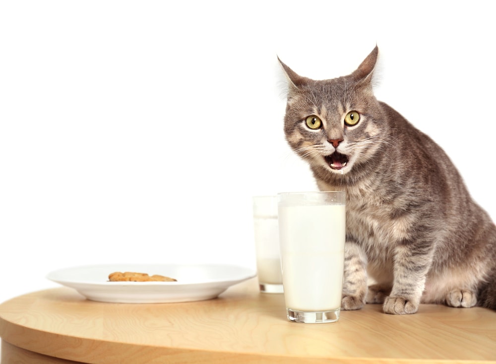 هل تغذية القطط بالحليب آمنة أم ضارة؟
