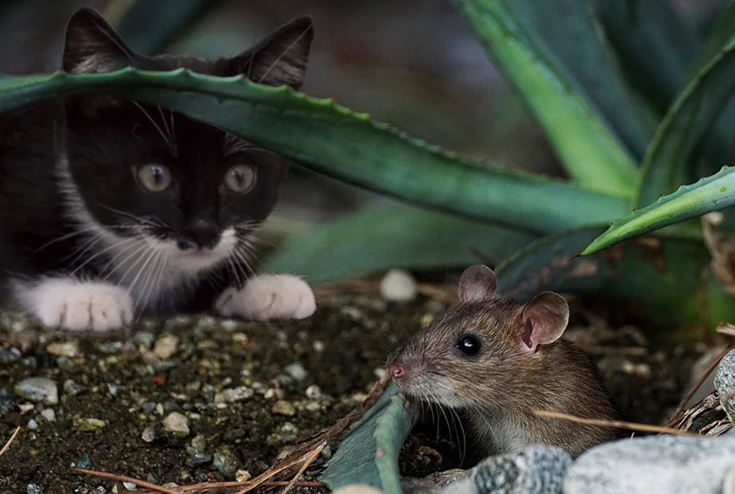 هل ستغادر الفئران إذا شمّت رائحة قطة