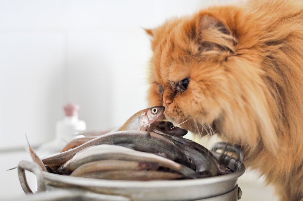 هل من الآمن للقطط أكل السمك؟