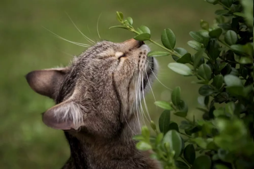 هل يمكن أن تكون القطط نباتية؟